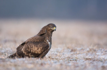 Common buzzard (Buteo buteo)