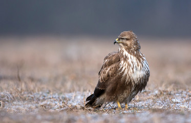 Common buzzard (Buteo buteo)
