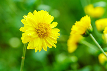 Marigold flowers close up