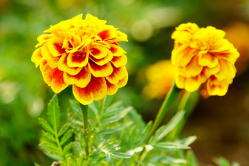 Marigold flowers close up