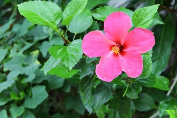 Hibiscus flower beautiful on tree Close up