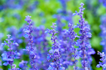Purple white salvia flowers close up