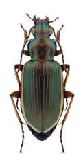 Beetle Chlaenius spoliatus on a white background
