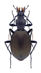 Beetle Cychrus aeneus on a white background