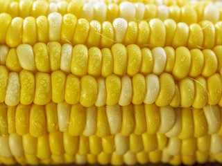 ripe corn