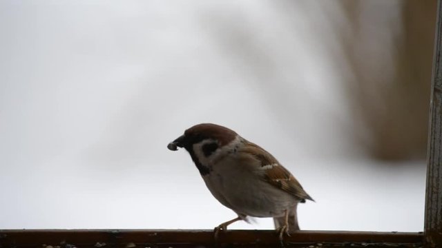 Birds sparrows pecking seeds in the winter at the feeder. Close-up.