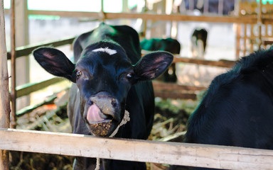 the cow in his house.