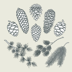 Set botanical elements - cones and branches of pine, spruce, larch