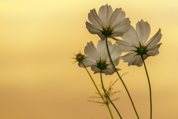 White cosmos on field in twilight