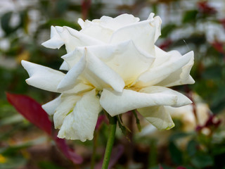 White rose on tree branch