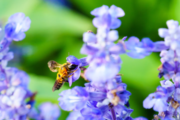 Bee with purple salvia