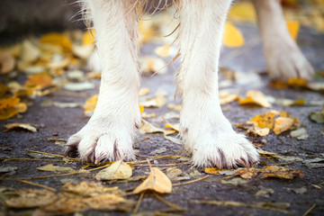 Paws of cute dog outdoors after rain