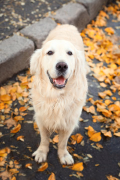 Funny labrador retriever in autumn park