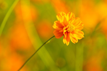 Orange cosmos flower close up