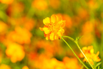 Orange cosmos flower close up