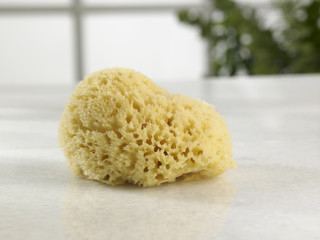 sponge