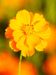 Orange cosmos flower close up