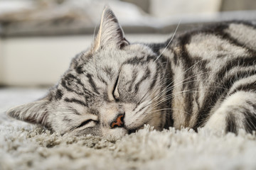 Search Photos Black Silver Tabby