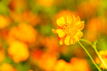 Orange cosmos flower close up