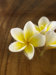 Fototapeta na wymiar white frangipani