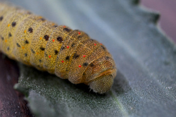caterpillar on green leaf