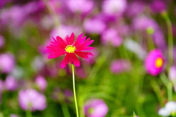 Fototapeta premium Pink cosmos in in garden close up