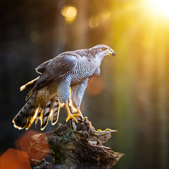 Goshawk is sitting on the tree stump.
