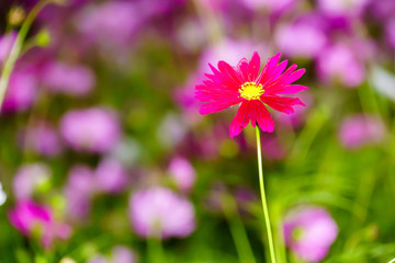 Obraz premium Pink cosmos in in garden close up