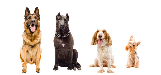 Portrait of dogs sitting together isolated on white background