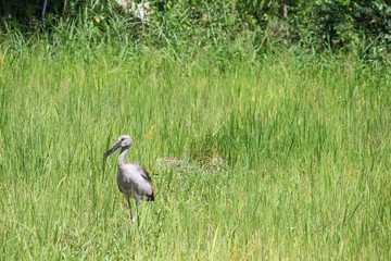Stork select focus with shallow depth of field, in green cornfield