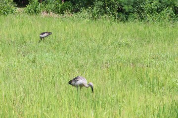 Stork select focus with shallow depth of field, in green cornfield