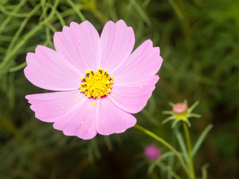 Pink cosmos in in garden close up
