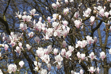 Magnolienblüten auf  Baumzweigen