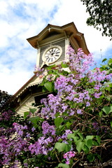 Sapporo Clock Tower and lilac 