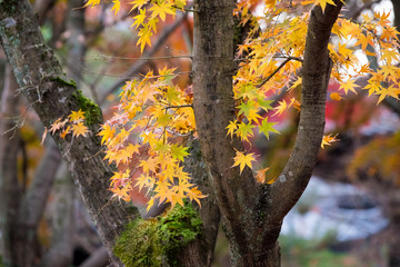 Fall in Tofukuji Temple, Kyoto, Japan