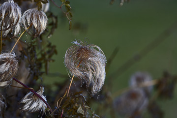 Clematis montana and dew
