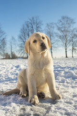 yellow winter puppy portrait