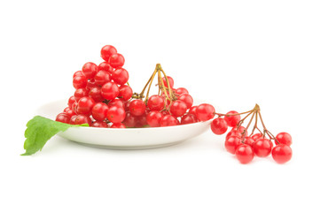 Fresh and useful viburnum isolated on a white background cutout