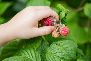 Close up of childs hand picking raspberries