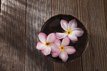 Fototapeta na wymiar pink frangipani
