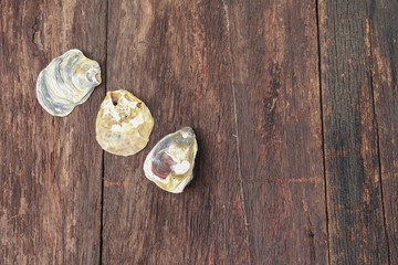 Shells on old wooden table. Top view with copy space