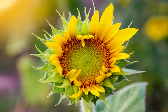 Close Up of  beautiful sunflower  in field. 