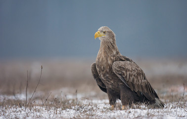 White tailed Eagle (Haliaeetus albicilla)
