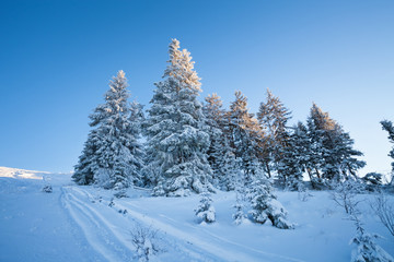 Beautiful winter landscape with snow covered fir trees and skis