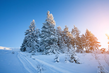 Fir trees in snow and sunlight