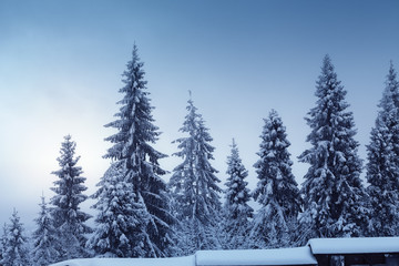 Beautiful winter landscape with snow covered fir trees