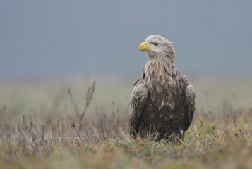 White tailed Eagle (Haliaeetus albicilla)