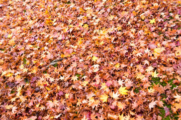 Fall in Tofukuji Temple, Kyoto, Japan