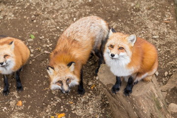 Group of fox ask for food