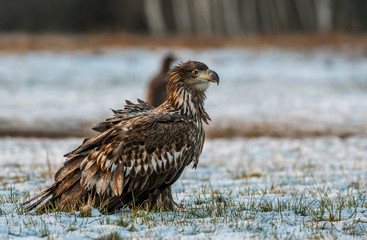 White tailed Eagle (Haliaeetus albicilla)